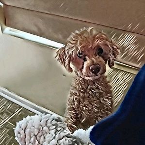 Meet your Posher, Suzanne